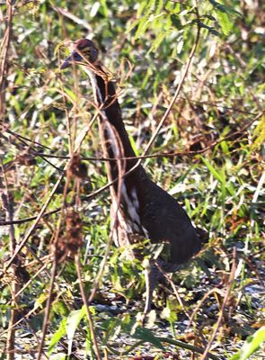 Tiger Heron