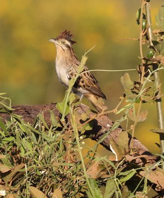 Crested Thorntail