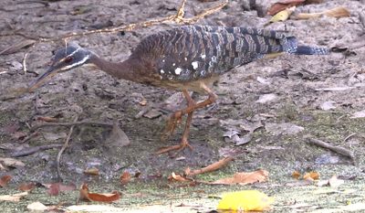 Sunbittern feather pattern