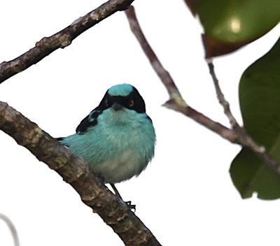 Black faced Blue Dacnis Thanks Geert!