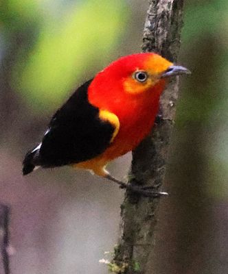 Before his bath:  Band-Tailed Manakin