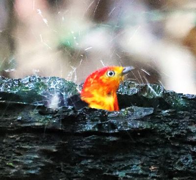 Band-Tailed Manakin