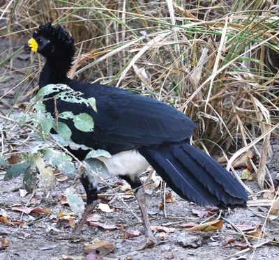 Bare faced Curassow Male