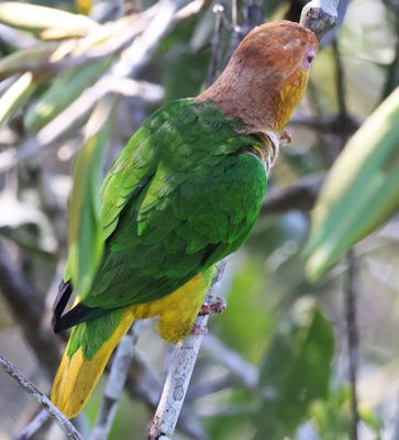 The back of the White Fronted Parrot