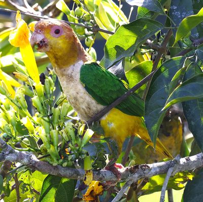 White Fronted Parrot eating flowers