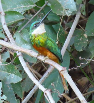 Green Jacamar