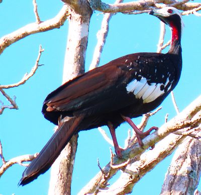 Spix's Guan-Red wattle!