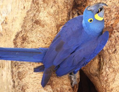 Hyacinth Macaw at Aymara Lodge