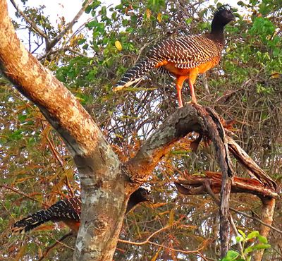 Two Female Currasows 