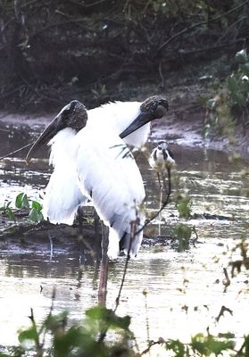 Two Woodstorks