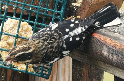 Immature Rose Breasted Grosbeak