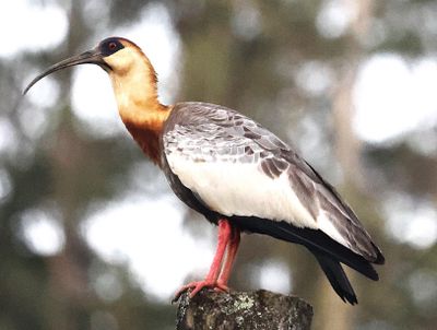 Buff-Necked Ibis