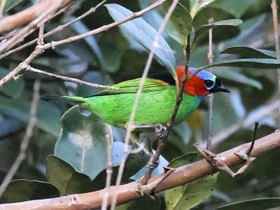 Red-Necked Tanager