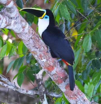 Channel-Billed Toucan with a White Breast?
