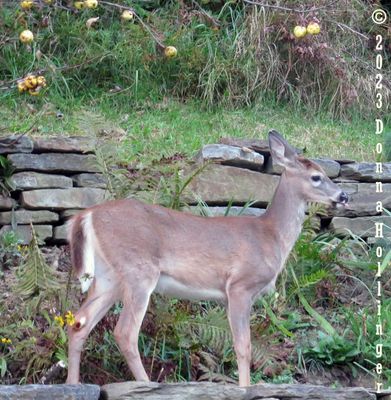 Last year's apples and a Fawn