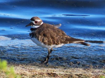 Kildeer