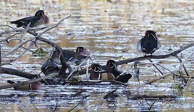 Eight Wood-Ducks