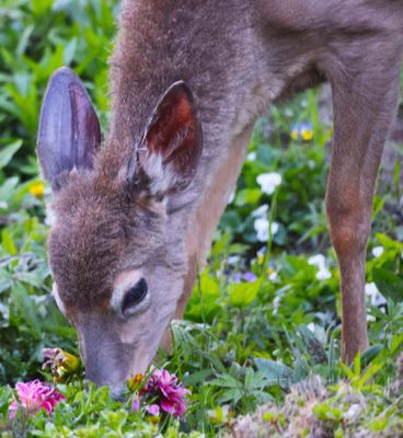 This little fawn came right up to me