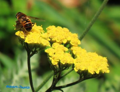 Hoverfly on Yarrow Flowers