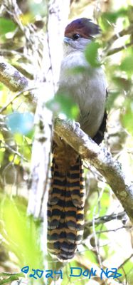 Raised Crest on the Giant Antshrike...She noticed we were following her.