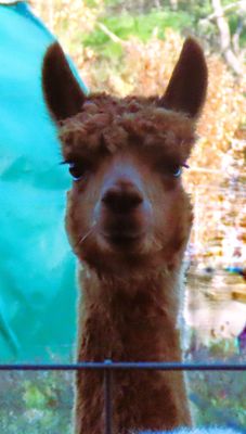 This guy is a LLama, but the Wallaces has beautiful alpacas too