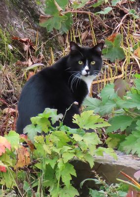 Mystery KITTY!!
