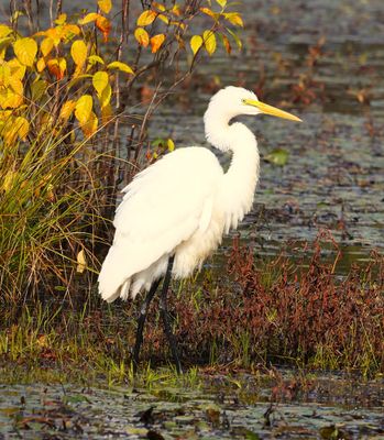 Great Egret Walking in the Marsh
