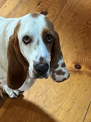 Rita is my friend's new rescue dog Isn't she cute?