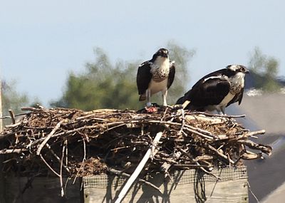 Two teenaged Osprey I think.
