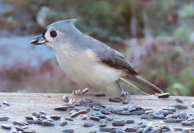 Titmouse on the Balcony