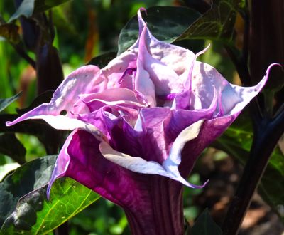 Purple Datura Flower
