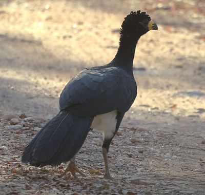 Male Currasow looking for the females