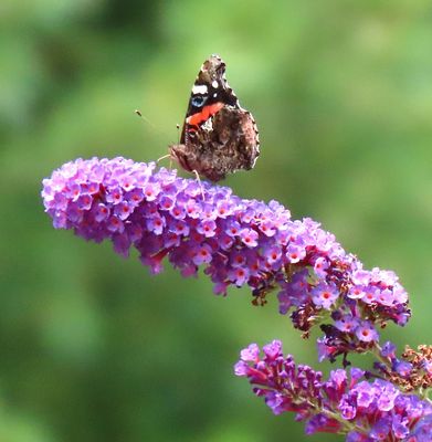 Red Admiral