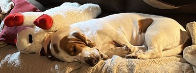 Rita sleeping with her new toy Lambie Pie
