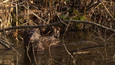 The mink stopped and I think he saw us!