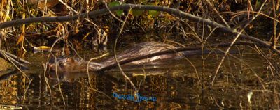 A Mink appeared swimming in our pond!
