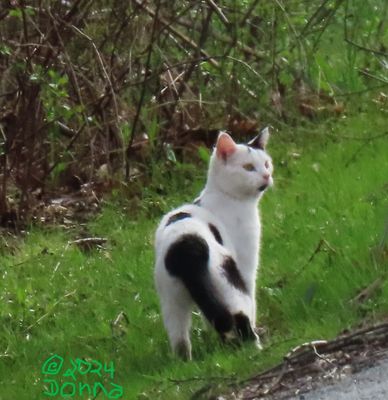 This cat lives near the Connecticut River where we go birding