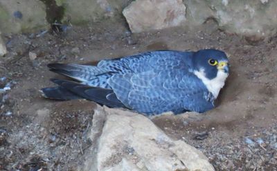 Nesting Peregrin Falcon