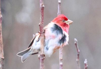 In transition: Purple finch