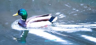Male Mallard - the first time I have shot the Blue color on his crown!