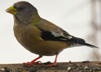 4 Evening Grosbeaks showed up! This female was hungry.