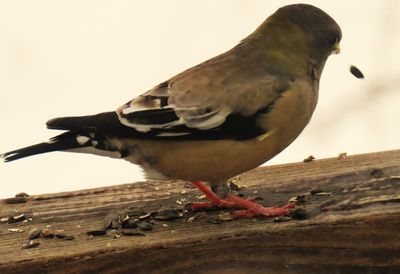 4 Evening Grosbeaks showed up!  This female was hungry.