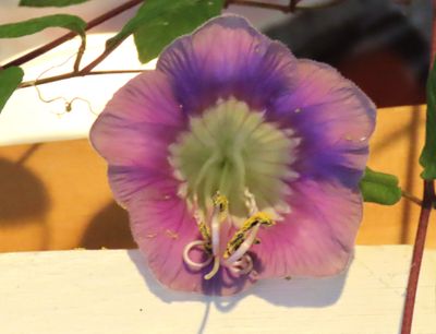 Cup and Saucer vine grown in the breezeway.