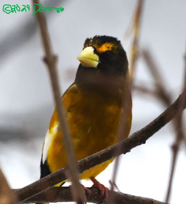 Very little light! Evening Grosbeak Male with Yellow Eyebrow!