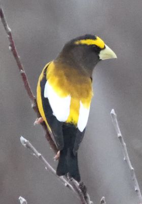 Male Evening Grosbeak on an Apple Tree