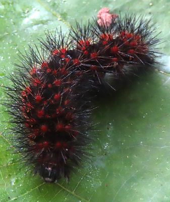 Red polka dot Caterpillar!