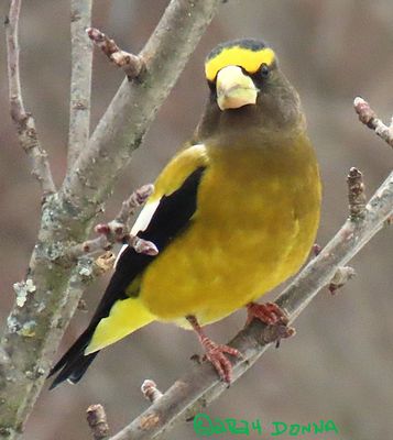Male Evening Grosbeak on an Apple Tree