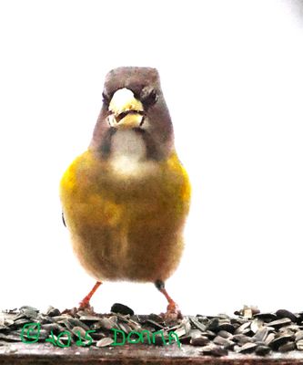 White throated Female Grosbeak this morning 2025