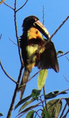 Last year in Costa Rica...a Collared Aracari!!!