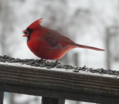 Thru a screen! The skittish Cardinal Came Today!